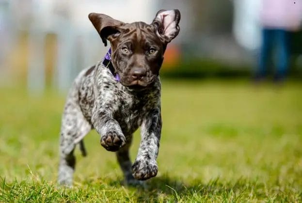 German Shorthaired Pointer