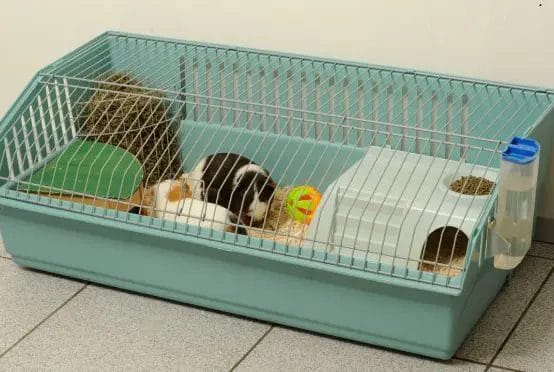 Guinea Pig Cage