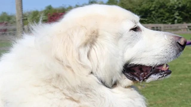 full grown great pyrenees size chart